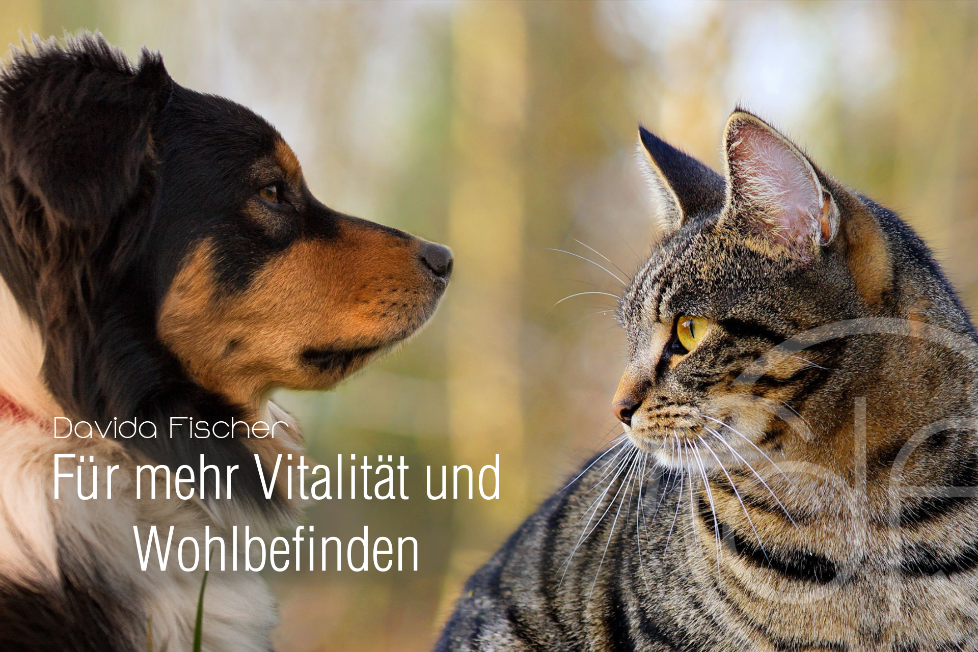 Startbild_Tiere Tiere